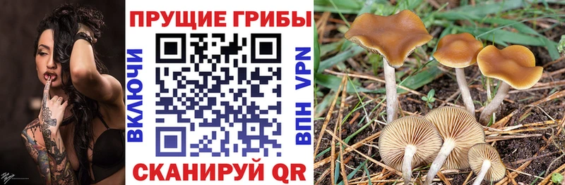 Псилоцибиновые грибы Psilocybe  купить  цена  Энгельс 